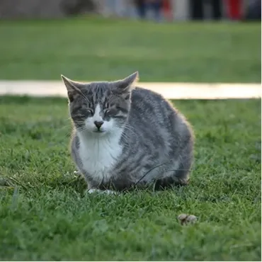 View products and services in Cat Breeders Picture for constellation Cat Breeders