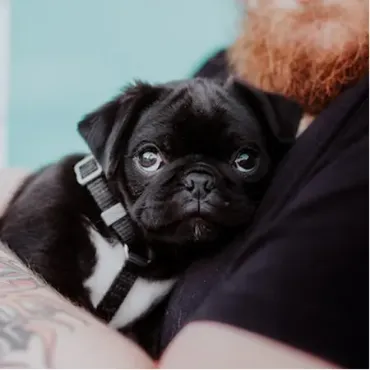 View products and services in Dog Breeders Picture for constellation Dog Breeders