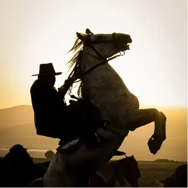 View products and services in Horse Breeders Picture for constellation Horse Breeders