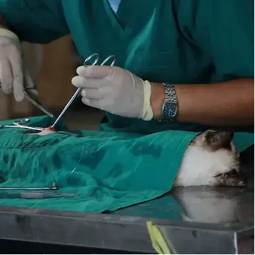 View products and services in Veterinary Surgeons Picture for constellation Veterinary Surgeons